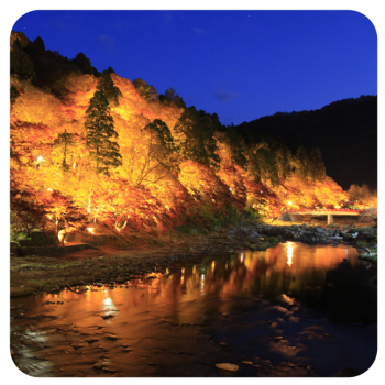 ライトアップされた紅葉